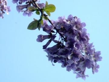キリの花の写真