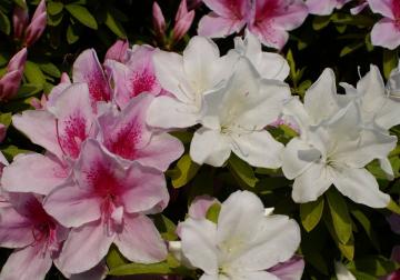 ヒラドツツジの花の写真