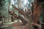 21世紀の森（株杉）の写真