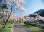 寺尾ヶ原千本桜公園の詳細情報