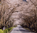 寺尾ヶ原千本桜公園の写真