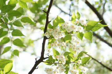 エゴノキの花の写真