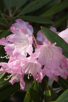 シャクナゲの花の写真