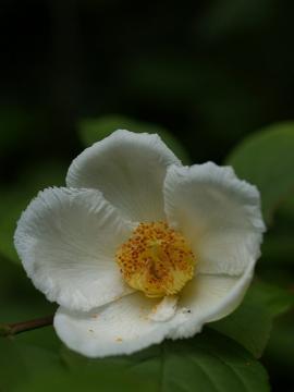 ナツツバキの花の写真