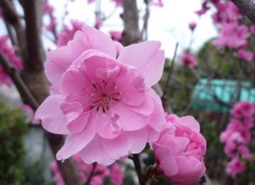 ハナモモの花の写真