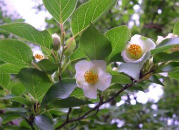 花期5月の写真