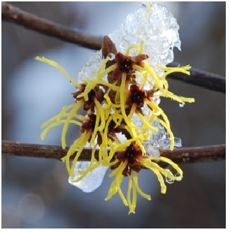 マンサクの花の写真