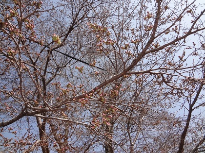 3月29日桜1