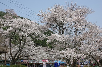4月2日桜2