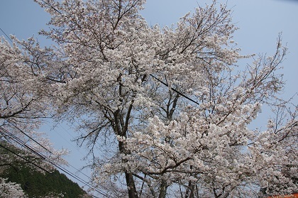 4月2日桜1