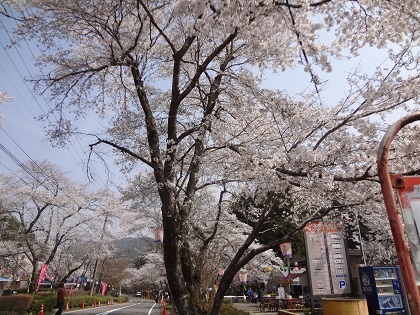 4月3日桜