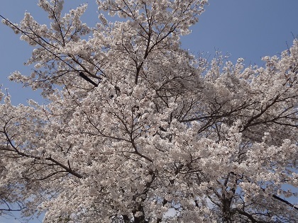 4月3日桜2