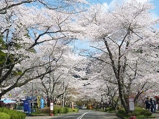 寺尾ヶ原千本桜公園 関市役所公式ホームページ