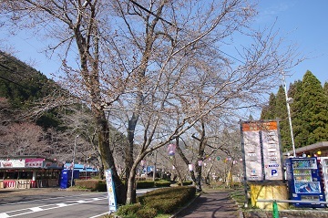 3月27日桜1
