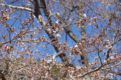 3月30日桜2