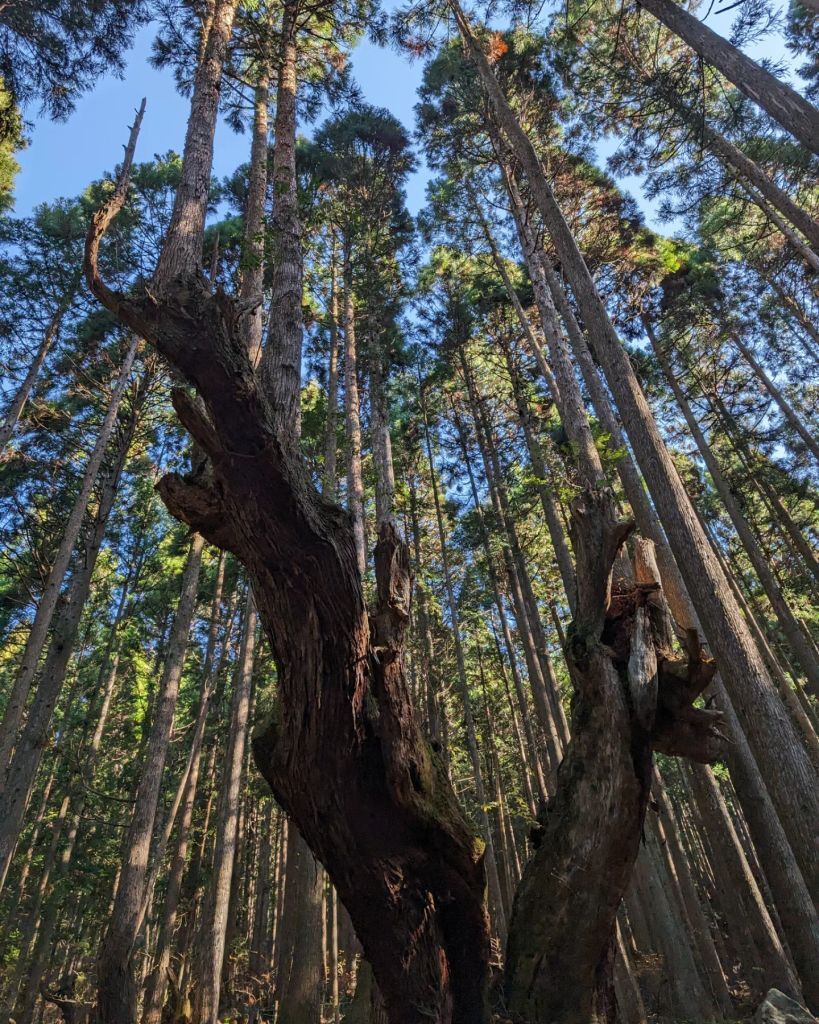 株杉の森